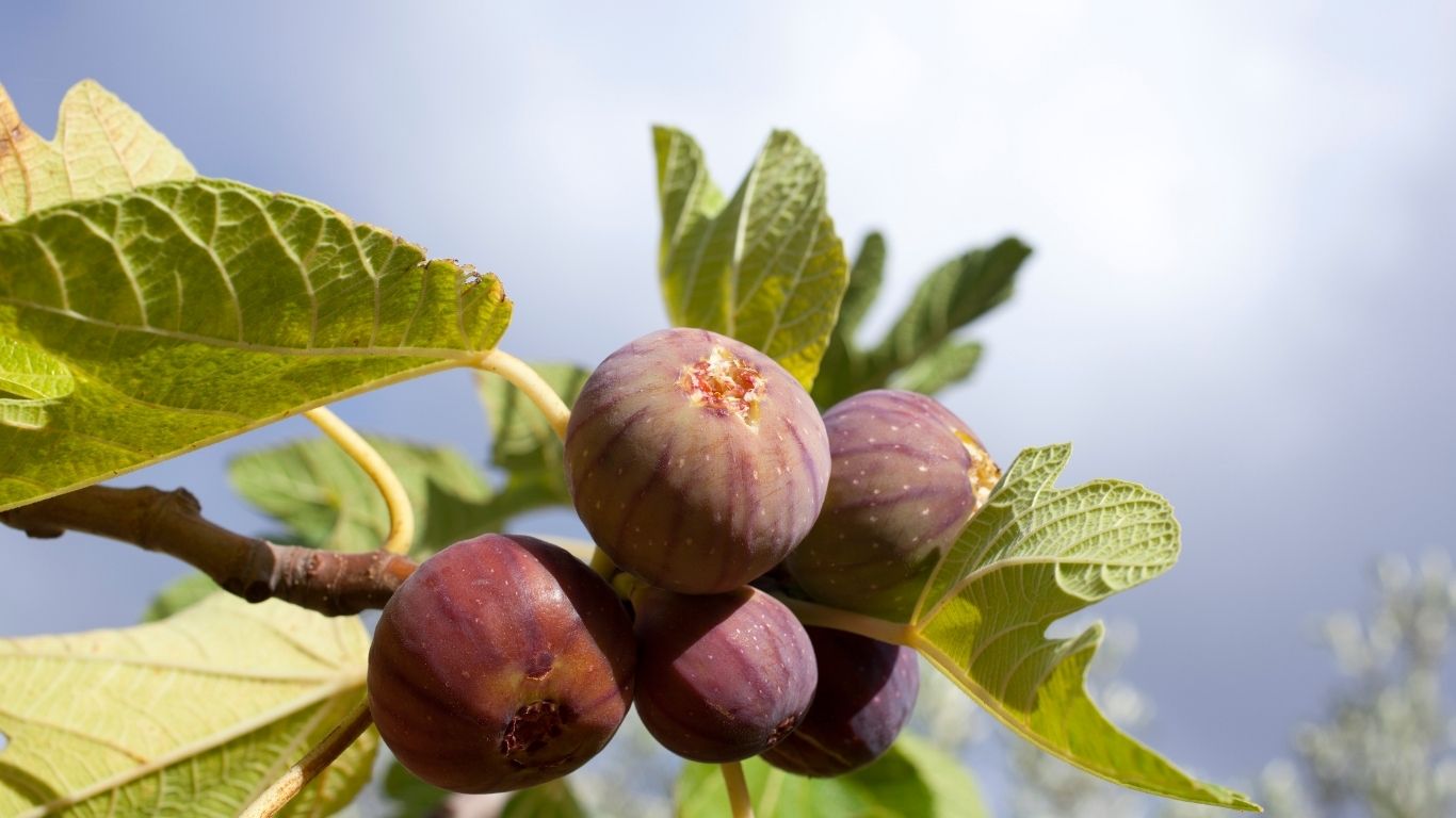 Buah Tin