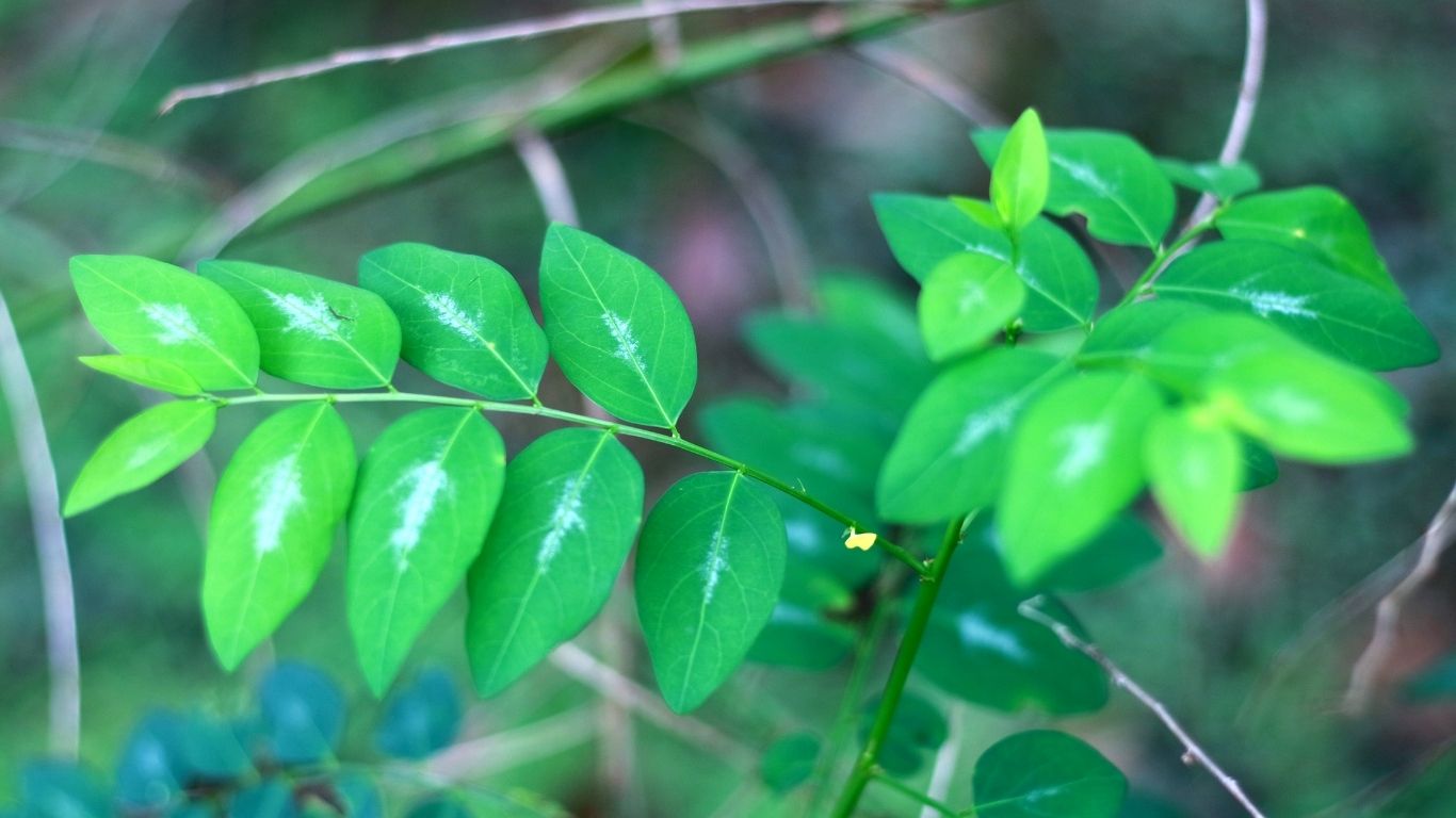 Daun Katuk