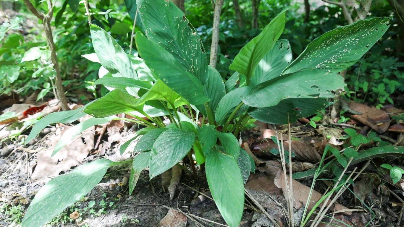 Cikur